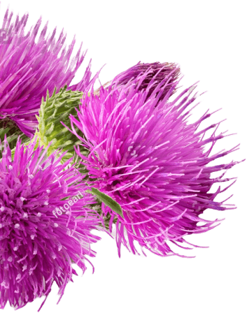 faq flower image3