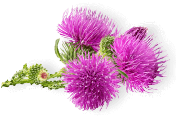 form bottom flower