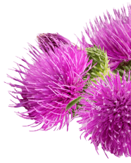 product explore flower image