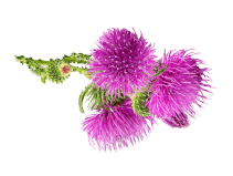 small flower image